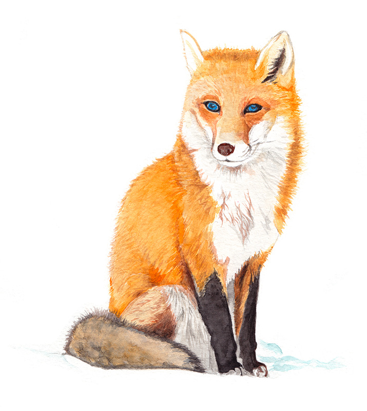 The Fox Art Print For Sale