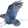 Flying Crow Watercolor