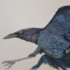 Flying Crow closeup